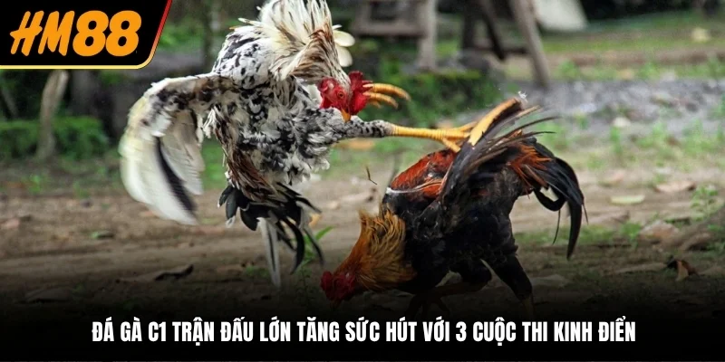 đá gà c1 trận đấu lớn